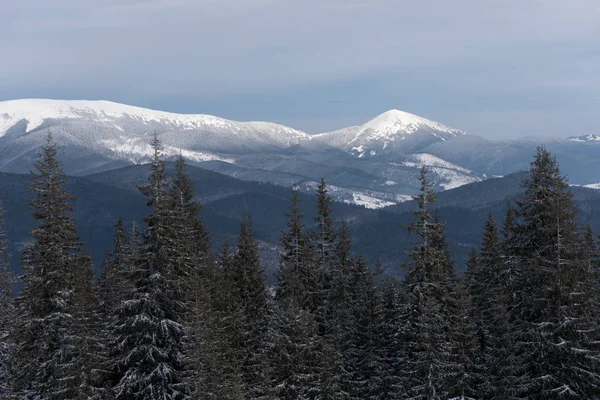 Udsigt Bjergtoppen Sneen Vinter Landskab Med Gran Skov - Stock-foto