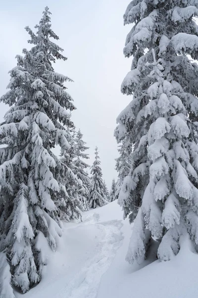 Paisagem Natal Nevado Caminho Floresta Inverno — Fotografia de Stock