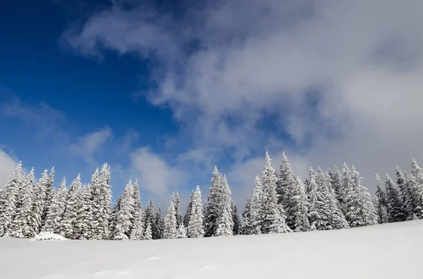 Winter Bergwald Hintergrund Tannenbäume Schnee Gegen Den Himmel Mit Wolken — Stockfoto