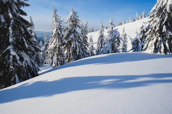 Vinter Berg Skog Bakgrund Solig Dag Efter Snöfall Skuggor Träd — Stockfoto