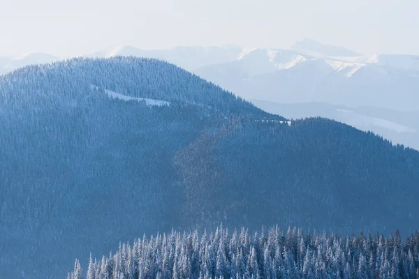 冬天背景与山云杉森林 阳光明媚的风景与阴霾 — 图库照片