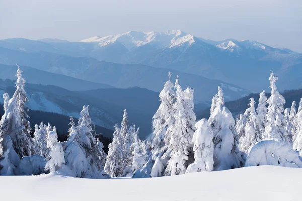 Beautiful Winter Snow Scenes View Top Mountains Landscape Fir Forest — Stock Photo, Image