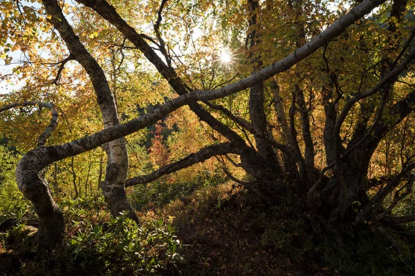 Лес Осенними Листьями Солнечный День Горах Естественный Фон Желтых Тонах — стоковое фото