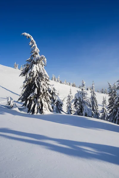 冬の山の風景写真 雪の中でモミの木 青空の晴れた日 雪が降った後クリスマス ビュー — ストック写真
