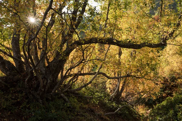 秋の紅葉の森 山の中の晴れた日 Zemo スヴァネティ ジョージア州 黄色の色合いで自然な背景 — ストック写真