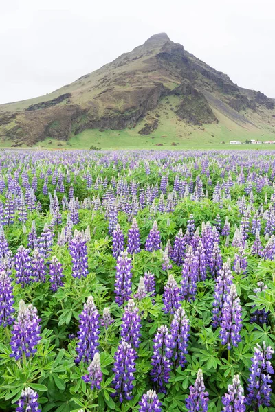 Bloeiende Lupine Ijsland Landschap Met Bloemen Bergtop Locatie Buurt Van — Stockfoto