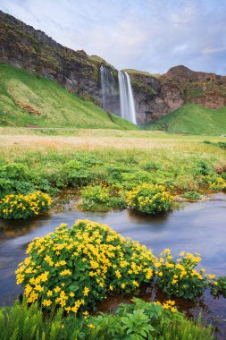 Seljalandsfoss şelale. Bir nehir ve çiçek Vadisi, yaz yatay. İzlanda turistik