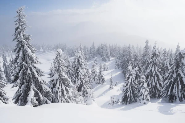 Winter Berg Bos Achtergrond Sparren Sneeuw Tegen Hemel Met Wolken — Stockfoto