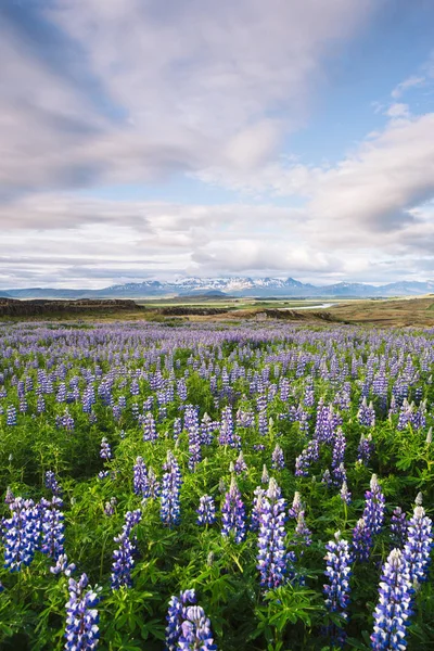 Lupine Islândia Paisagem Verão Com Flores Montanhas Céu Com Nuvens — Fotografia de Stock