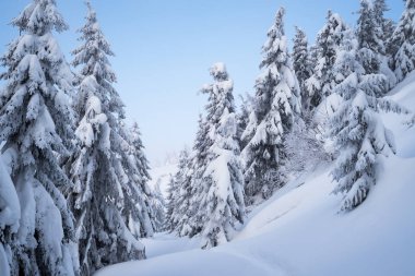 Çam ormanı içinde belgili tanımlık kar. Kış manzara yolu ile. Noel karlı hava