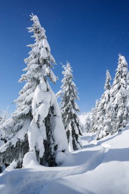 Kışın karlı ormanı. Karda yol. Mavi gökyüzü güneşli bir gün. Noel görünümü sonra kar yağışı köknar ağaçlarıyla