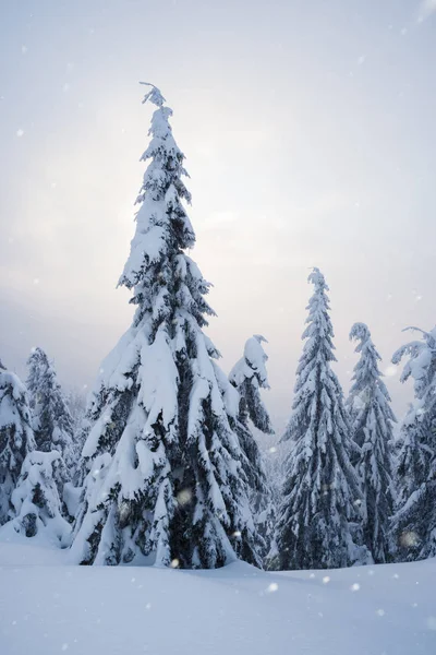 Winter landscape with fir forest in the mountains. Quiet evening with fog and snowfall. Sun shines through the clouds