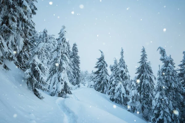 ホワイト クリスマス 山の森林の降雪 雪の中の小道 モミの木のある冬景色 — ストック写真