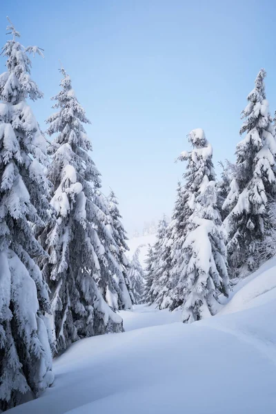 Fichtenwald Schnee Winterlandschaft Mit Pfad Weihnachten Verschneites Wetter — Stockfoto