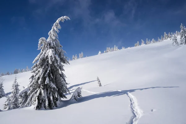 Sunny Day Blue Sky Christmas View Fir Trees Snowfall Mountain — Stock Photo, Image