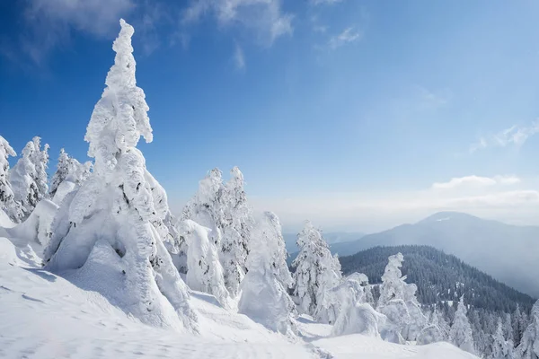 美しい冬の山の風景 クリスマス雪の天気 吹雪の後のモミの木と吹きだまり風景します 冷ややかな晴れた — ストック写真