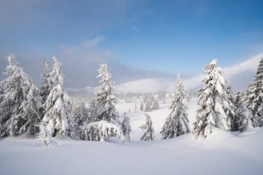 Snowy winter landscape. Haze in mountain spruce forest. Snow blows after snowfall and snowstorm clipart