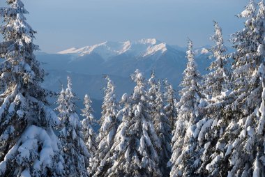 Dağ tepe karda görünümünü. Çam ormanı ile kış manzara. Güneşli soğuk gün