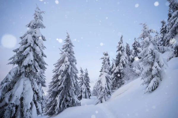 下雪的圣诞风景 雪下冷杉林的小径 冬季降雪天气 — 图库照片