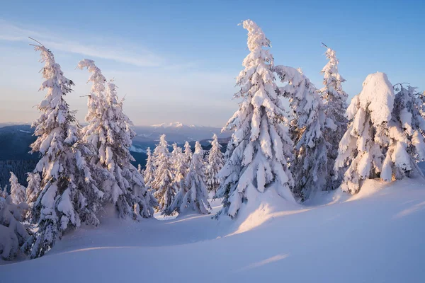 Świerk Drzewa Lesie Górskie Pokryte Śniegiem Zimowy Krajobraz Słoneczny Poranek — Zdjęcie stockowe