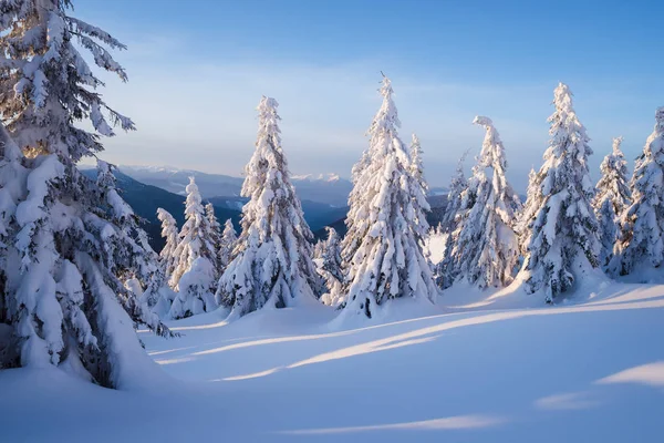 雪を覆った山森のモミの木 晴れた朝の冬の風景です 降雪や吹雪の後の雪のドリフト — ストック写真