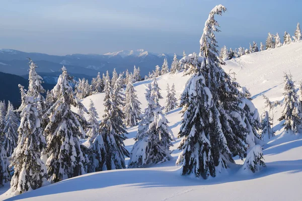 Christmas View Spruce Forest Snow Beautiful Winter Landscape — Stock Photo, Image