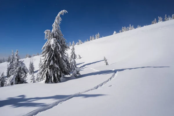 Het Weer Van Berg Winter Sparren Sneeuw Zonnige Dag Met — Stockfoto