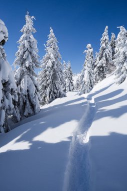 Kış Harikalar Diyarı arka plan. Patika karda. Karlı manzara dağ ormandaki çam ağaçları ile. Güneşli havalarda soğuk gün