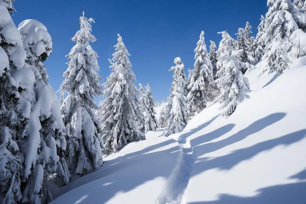 雪の道と冬の森 雪に覆われた小ぎれいな木 青い空のある風景します 冷ややかな天候 — ストック写真