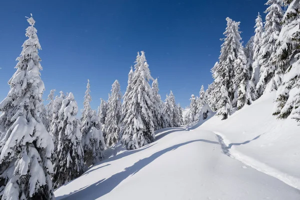 冬の自然 トウヒ林と雪の中の小道の風景します 冷ややかな天候と澄んだ青い空 — ストック写真