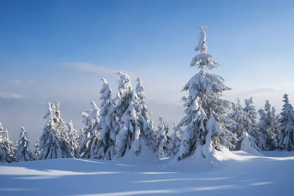 Zasněžené Jedle Les Horách Zimní Krajina Závěje Slunečné Počasí Oparem — Stock fotografie