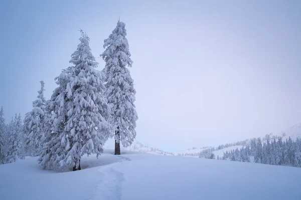 冬季景观与复制空间 山谷中的雪杉树 雪中的路径 多云的景色与阴霾 — 图库照片