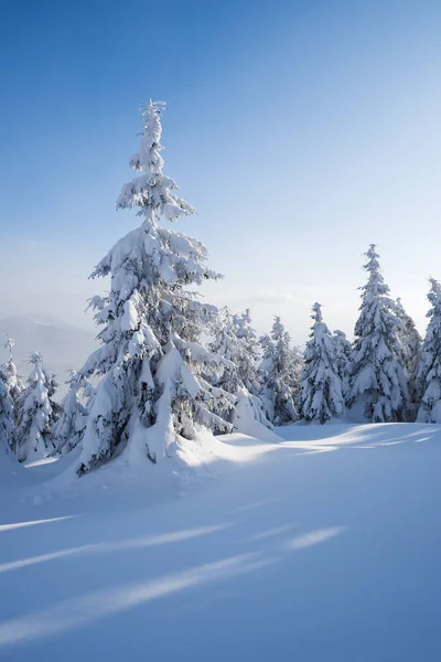 Beautiful Winter Nature Firs Snow Forest Landscape Sunny Weather Haze — Stock Photo, Image