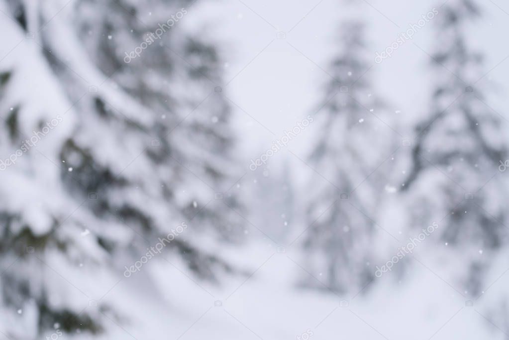 Blurred winter background. Spruce forest in the snow. Overcast weather