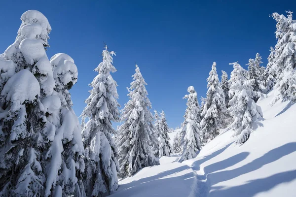Winter Wonderland Bakgrund Frostiga Soliga Dag Spruce Fjällskog Snöiga Träd — Stockfoto