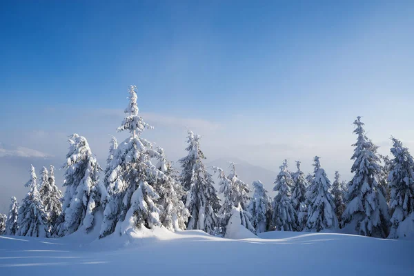 Vackra Vinter Natur Med Granar Snön Skogslandskapet Soligt Väder Med — Stockfoto