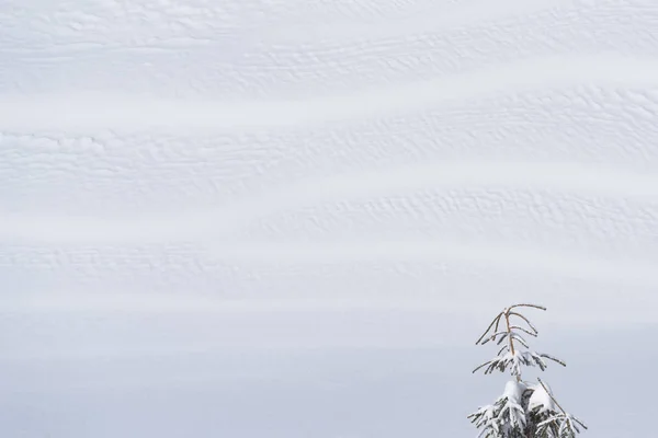 Winterhintergrund Mit Kopierraum Für Text Einsame Fichte Auf Weißem Schneebedecktem — Stockfoto