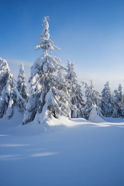 Snowy Winter Snowdrifts Mountain Spruce Forest Frosty Day Blue Sky — Stock Photo, Image