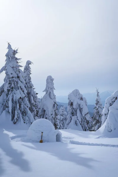 Winter Scene Eskimo Igloo Amazing View Snowdrifts Fir Trees Snow — Stock Photo, Image