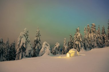 Igloo karda dağ orman. Karlı köknar ağaçları ile gece görünümü. Rüya gibi kış sahne