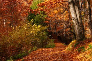 Orman, yatay, sonbahar yaprakları ve yol