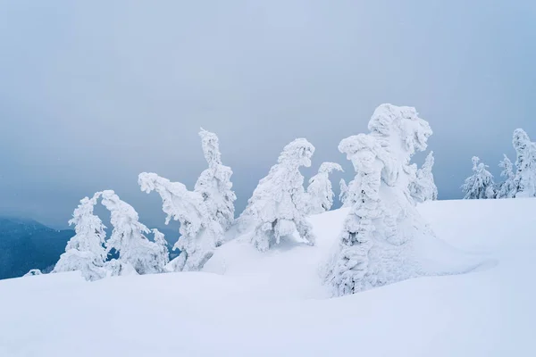 讨厌的冬季天气与霜冻覆盖冷杉树在山上 雪在山里飘移 — 图库照片