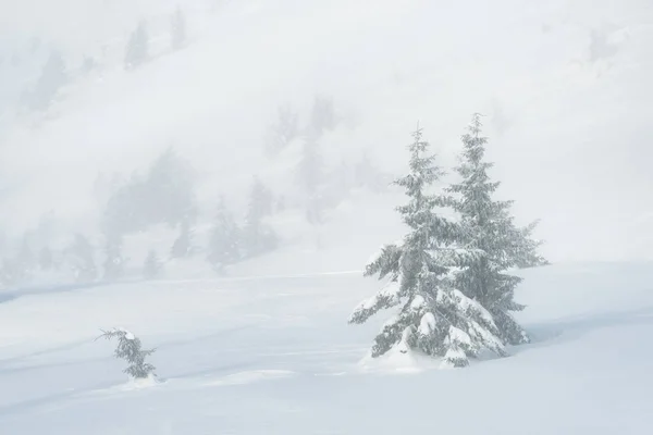 Vintern Bergsdal Snötäckta Bergssluttningarna Och Granar Dimma — Stockfoto