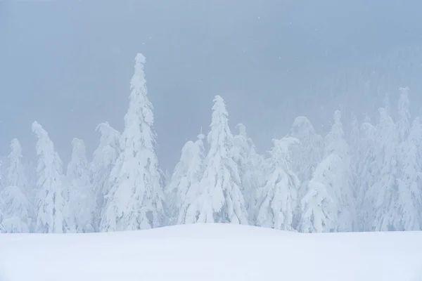 Scenic Winter Snow Covered Fir Trees Fog Mountain Forest — Stock Photo, Image