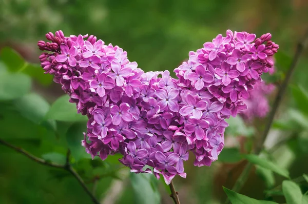 Corazón San Valentín Flores Una Rama Lila Floreciente Jardín Belleza —  Fotos de Stock