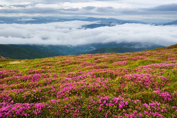 Ανθισμένα Ροδόδενδρα Στα Βουνά Καλοκαιρινό Τοπίο Ροζ Λουλούδια Και Ομίχλη — Φωτογραφία Αρχείου