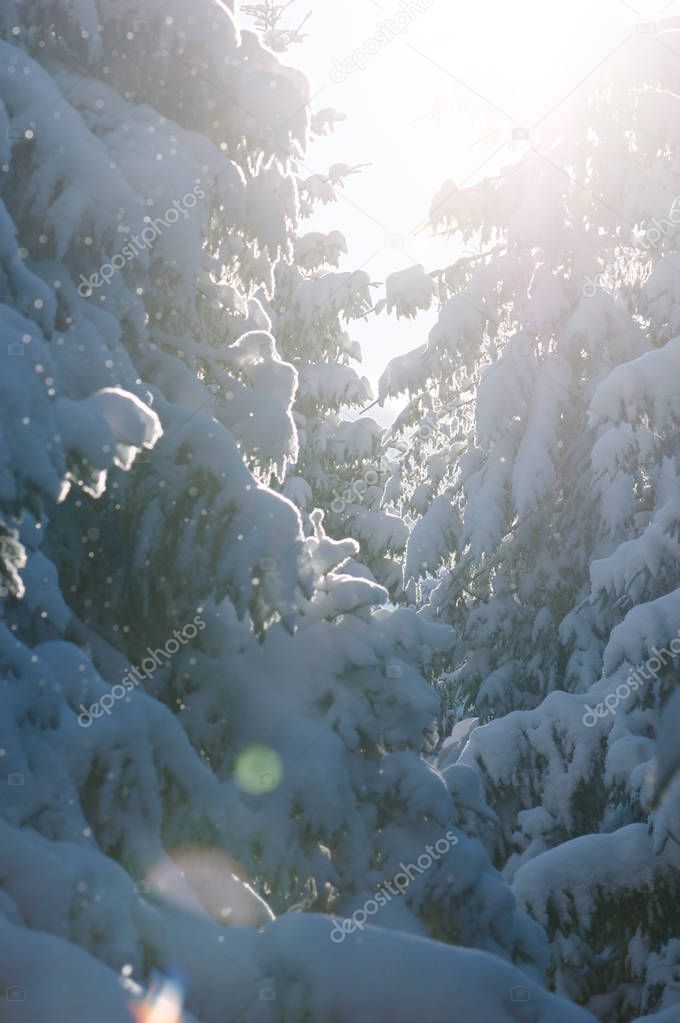 Spruce forest in snow. Winter beauty in nature with backlight. Sunny weather to thaw