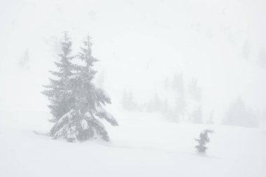 Kış arka plan karlı doğa ile. Puslu bir vadi çam ağaçları