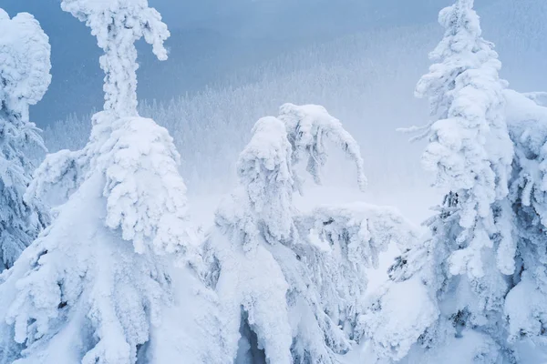 云杉树被雪和白霜覆盖 山坡上的冬天森林 多云的天气与阴霾在山 — 图库照片