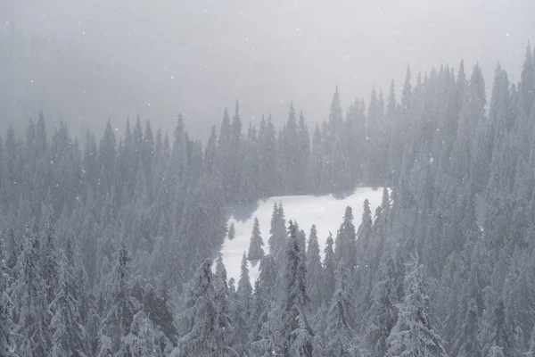 Winters Aanblik Van Berghellingen Sneeuwval Het Vuren Forest Natuurlijke Achtergrond — Stockfoto